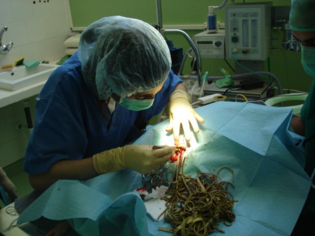 Cirugía para extaer gomas del estomago de una cigüeña